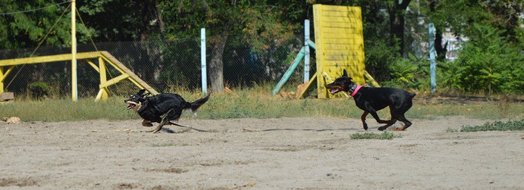 Кинолог против: собачьи тусовки « Nyandog - блог о собаках